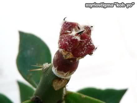 astrophytum myriostigma koh-yo cultivar giapponese particolarmente rara e variegata