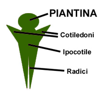 I cotiledoni sono foglie embrionali carnose, con struttura semplificata e, in generale, con funzione di nutrimento dell'embrione dall'inizio della germinazione al momento in cui si sviluppano la radice e le prime foglie e quando l'individuo sia in grado di compiere la fotosintesi, e quindi di nutrirsi autonomamente.