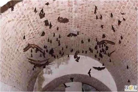 I Pipistrelli del Forte di San Briccio