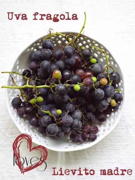 Schiacciata all'uva fragola a lievitazione naturale