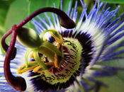 Passiflora