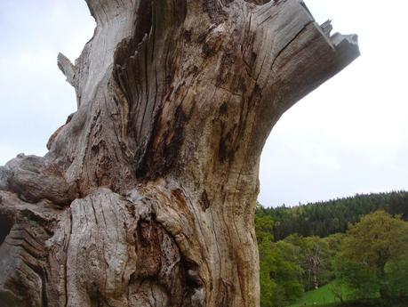 Gwydyr Forest - Black Cat Souvenirs