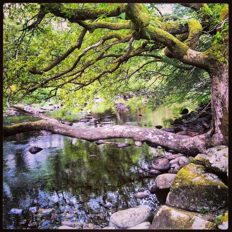 Gwydyr Forest - Black Cat Souvenirs