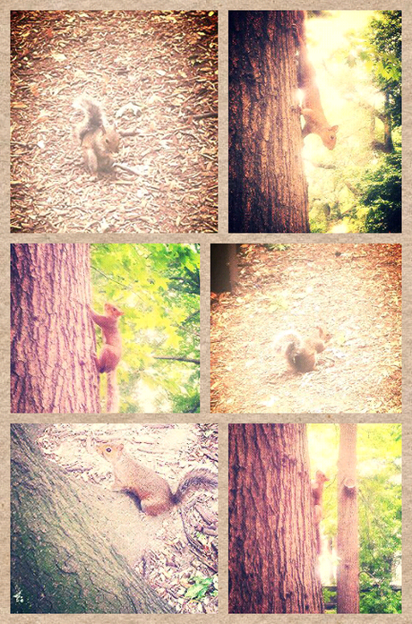 Central Park squirrels