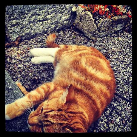 Holy Island of Lindisfarne - Black Cat Souvenirs