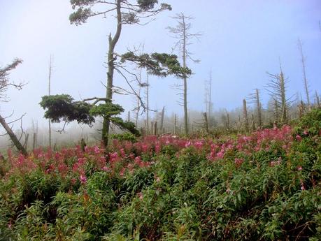 Bonaventure Island