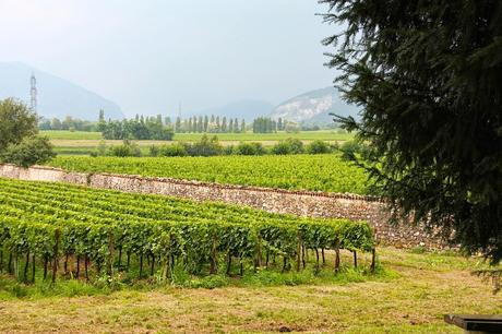 Alla scoperta del Franciacorta, la cantina Guido Berlucchi