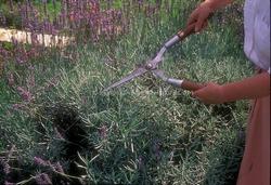 Potatura della Lavanda