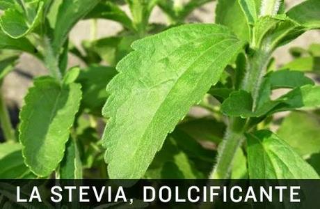 Stevia, la pianta dolcificante