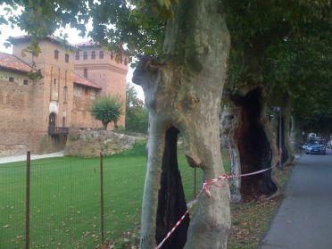 Viale alberato con alberi curati.