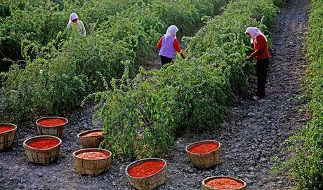 Bacche di Goji 