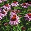 Echinacea: prevenzione e cura