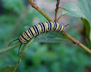 800px-Monarch_Butterfly_Danaus_plexippus_Caterpillar_2000px