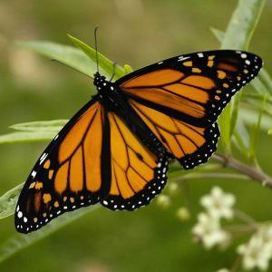 Monarch_Butterfly_17-03-2006_6-44-40_p.m.