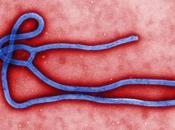 "Ebola: potrebbe Infettare Milioni Persone entro Fine Gennaio 2015"