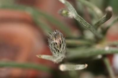 L'astrophytum digitostigma è una delle mie piante grasse preferite. Ha una crescita molto lenta, specie se da seme. Preferisco perciò innestare questa specie su pereskiopsis o myrtillocactus