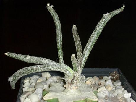 L'innesto di astrophytum è molto semplice e permette di ottenere fioritura copiose in breve tempo.