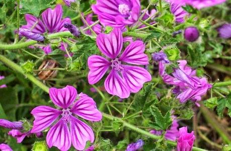 La malva, il rimedio di Cicerone e Marziale