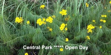 Open Day central Park