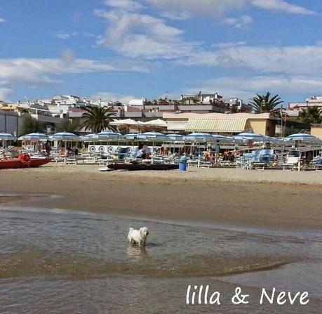 Neve, la maltese da mare...