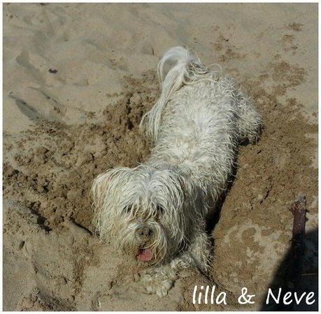 Neve, la maltese da mare...