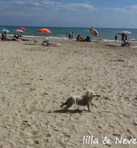 Neve, la maltese da mare...