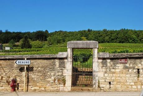 Il clos des Argillieres, premier cru (foto di Patrick Colgan, 2014)