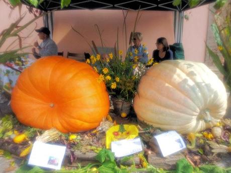 La zucca delle meraviglie