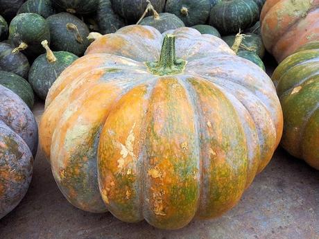 La zucca delle meraviglie