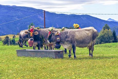 LA DESMONTEGADA IN VAL DI FIEMME [ PICCOLE GUIDE IN FOTOGRAFIE ®]