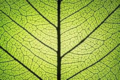 leaf