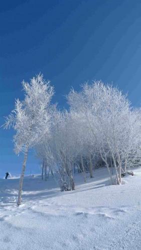 Natura inverno-Field-iPhone-6-wallpaper-applefive_net