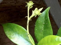 Gelsomino attaccato da parassiti