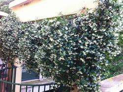 Come cresce il gelsomino