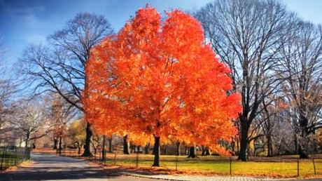 colori autunno - central park new york - natura