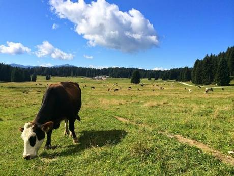 Malga Millegrobbe - Folgaria, Trentino, Italia