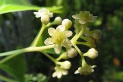 fiori dell'albero della canfora