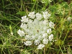 Carota selvatica