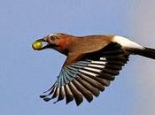 alcuni vendemmiatori pennuto