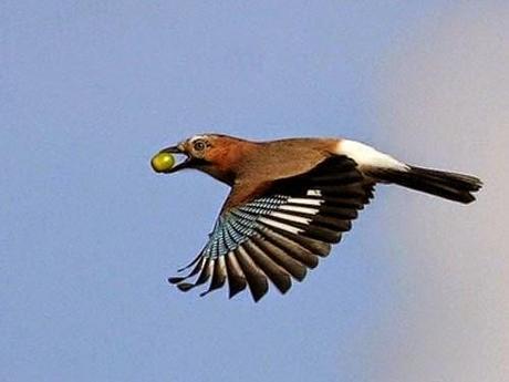 DI ALCUNI VENDEMMIATORI E DI UN PENNUTO