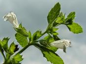 melissa, donne ipersensibili Salute