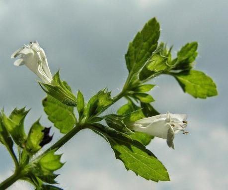 La melissa, per le donne ipersensibili | Salute