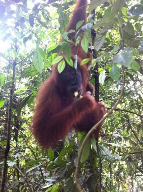 Orango - Borneo, Indonesia