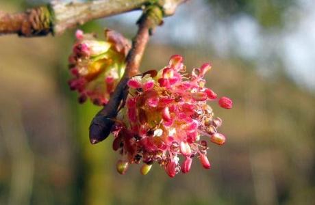 Elm, il fiore di Bach dei perfezionisti