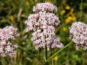 valeriana, emotivi