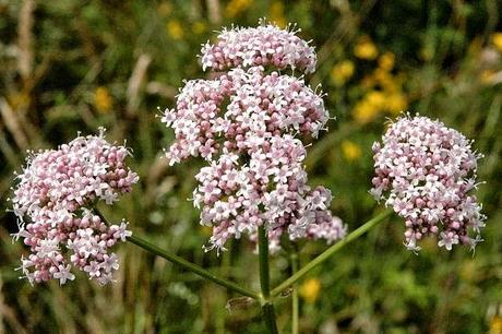 La valeriana, per gli emotivi