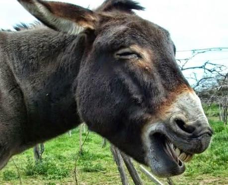 Far puzzo, far la quinta per discendere, far razza, farsi portar per bocca, far trepassi su un mattone, febbre del ciuco | Parole e verbi in disuso