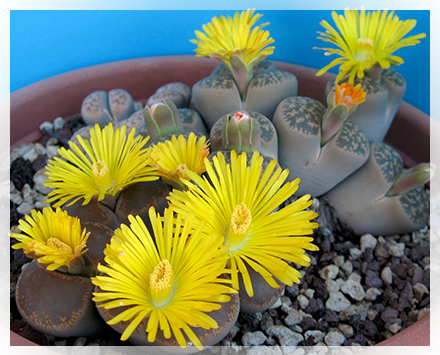 Il genere Lithops, appartenente alla famiglia delle Aizoaceae comprende un gruppo molto vasto di piante grasse perenni conosciute anche come 