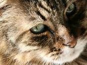 gatto amava olive