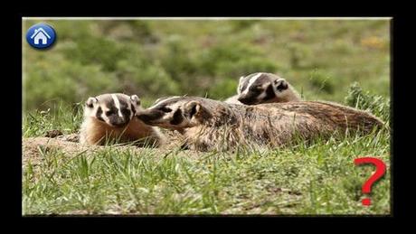 Animal Groups - Troops, Pods & Parades II